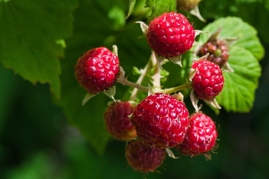 Close-up photo of a raspberry