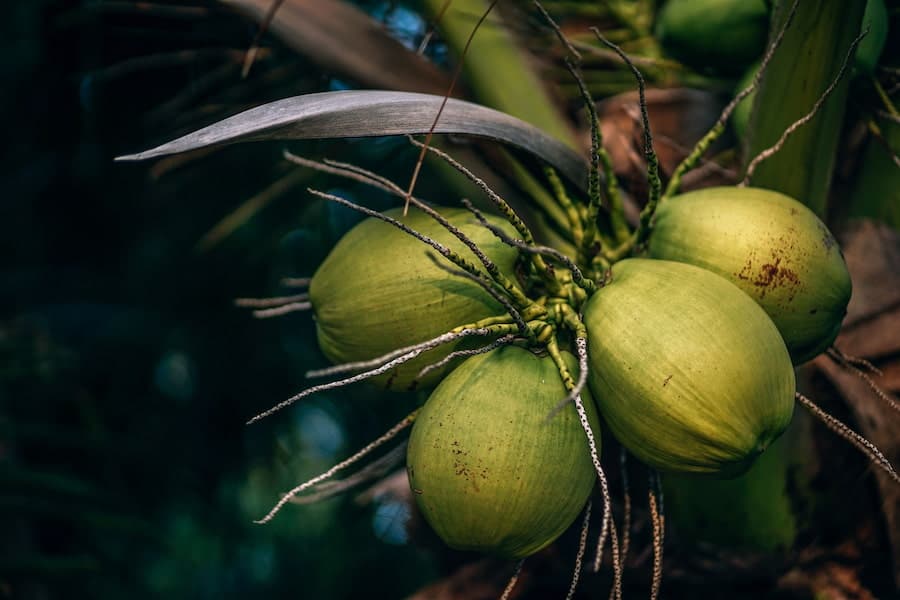 Coconut on a Coconut tree