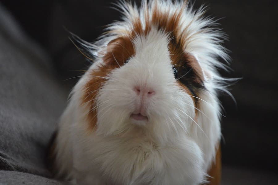 Medium coated white and brown colored Guinea pig