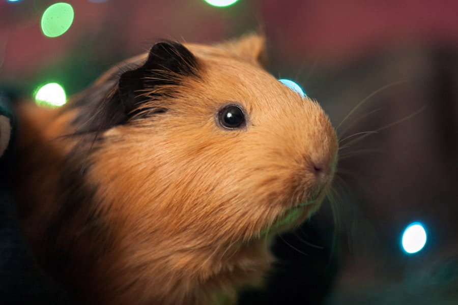 Close up shot of a brown and black Guinea pig