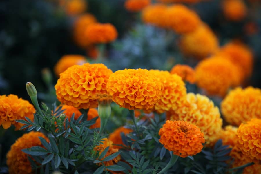 Marigold flowers with green leaves