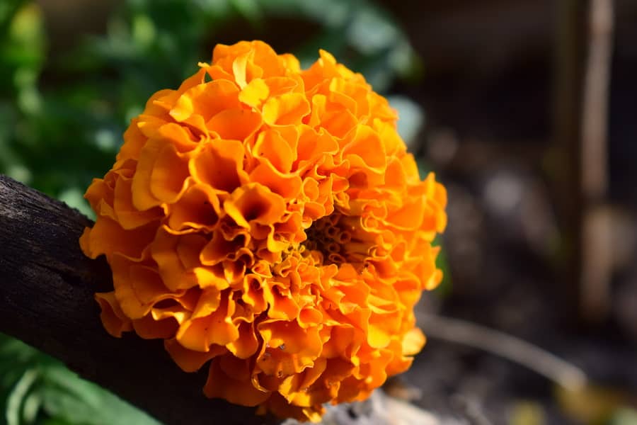 Close up shot of a Marigold