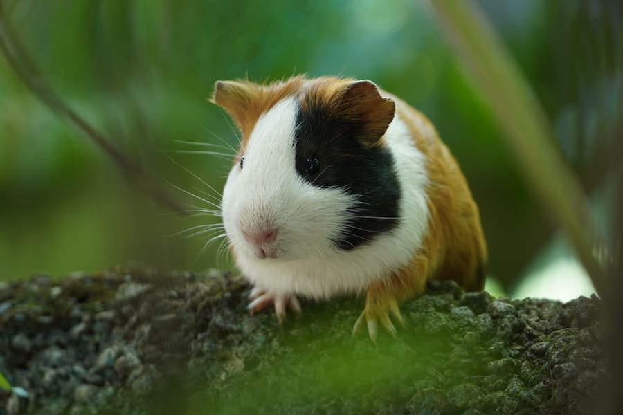 White and brown Guinea Pig on brown wood