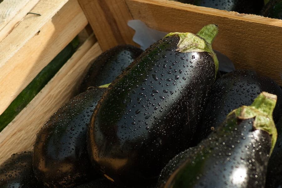 Fresh picked eggplants in a crate