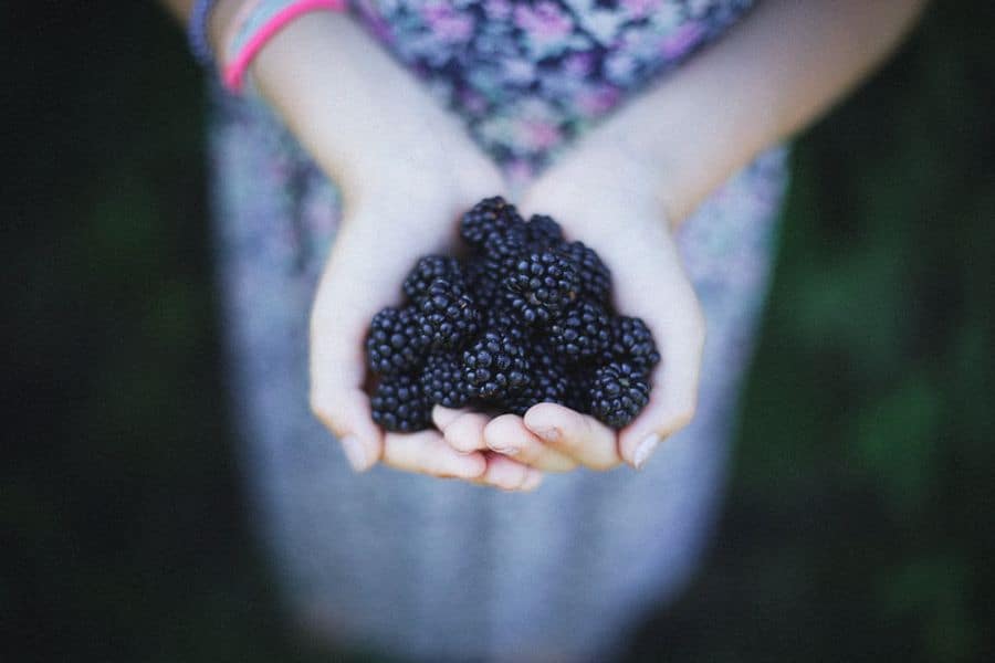Hand holding blackberries