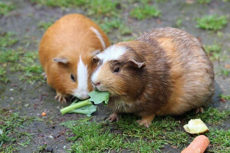 Two brown guinea pigs eating green leaves on the ground.