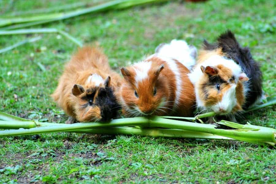 Three multi-colored guinea pigs eating celery on the ground