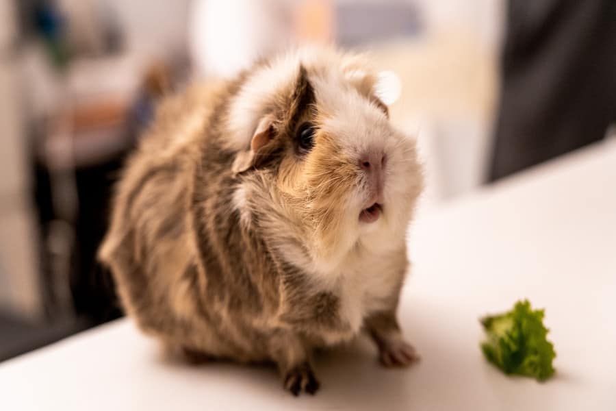Brown and white guinea pig on the table with shock expression