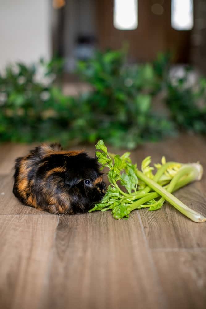 Guinea pig looking at celery