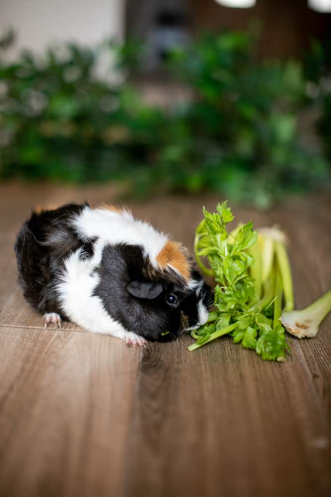 Guinea pig eating celery