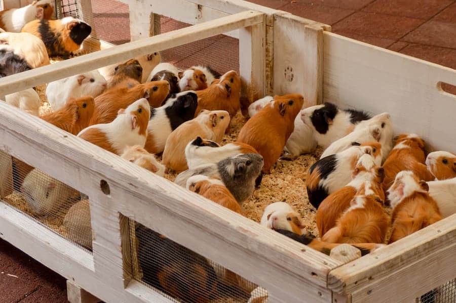A bunch of guinea pigs