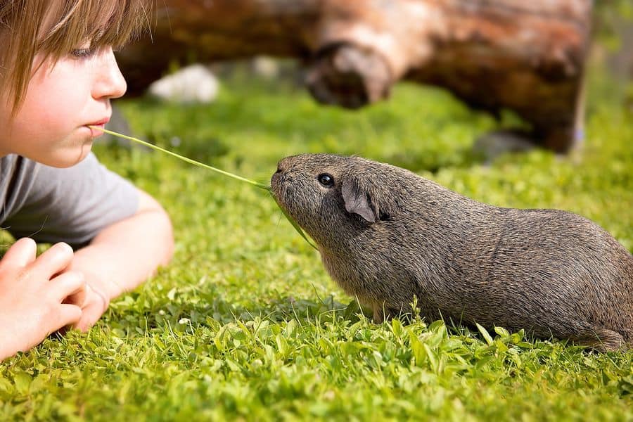 Child eating the same blade of grass with a guinea pig