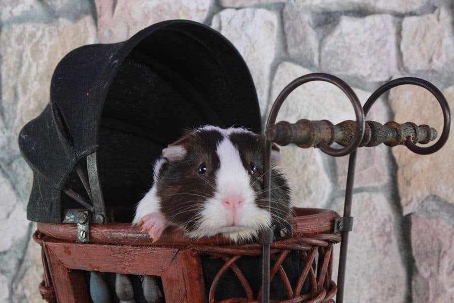 Guinea pig in a stroller