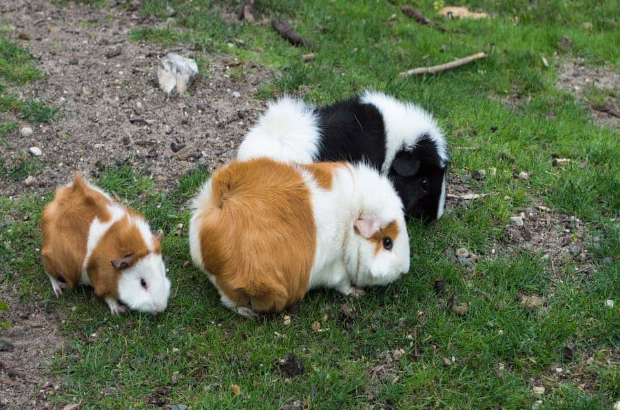 Three multi-colored guinea pigs showing their back that makes you think do guinea pigs have tails.