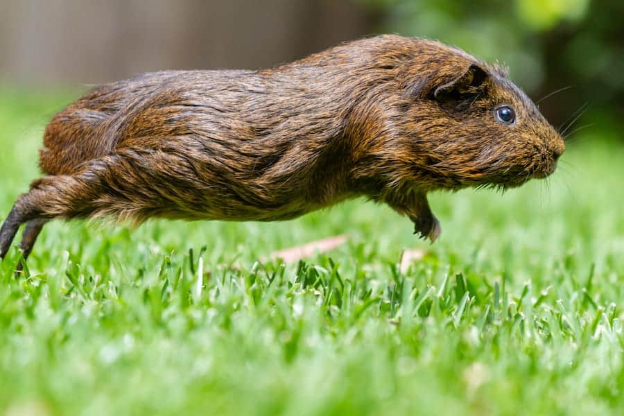 Brown guinea pig jumping