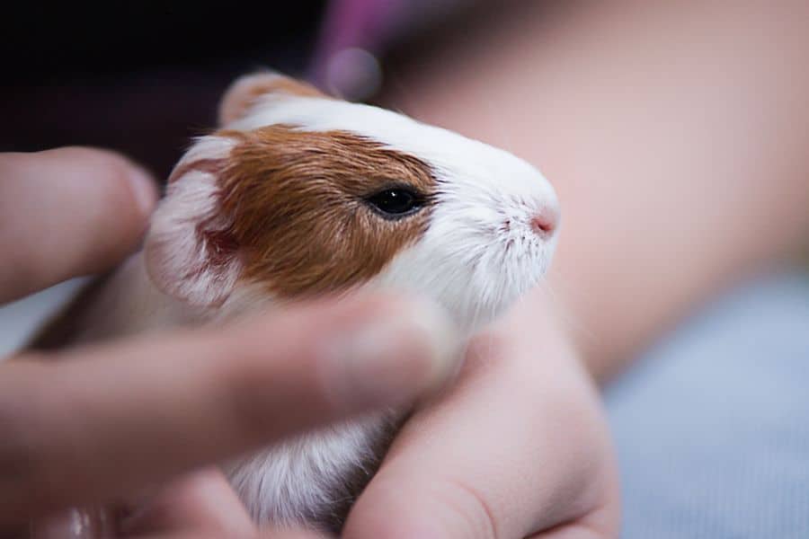 Baby guinea pig sitting in a person's hand
