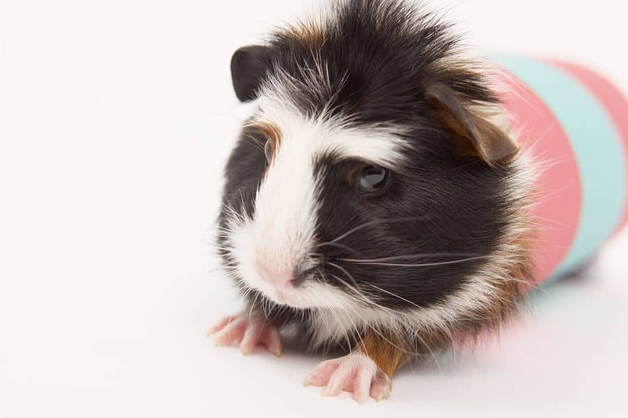 Guinea pig in tube