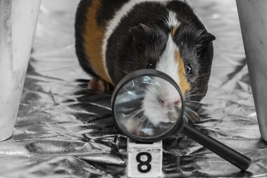 Guinea pig with magnifying glass