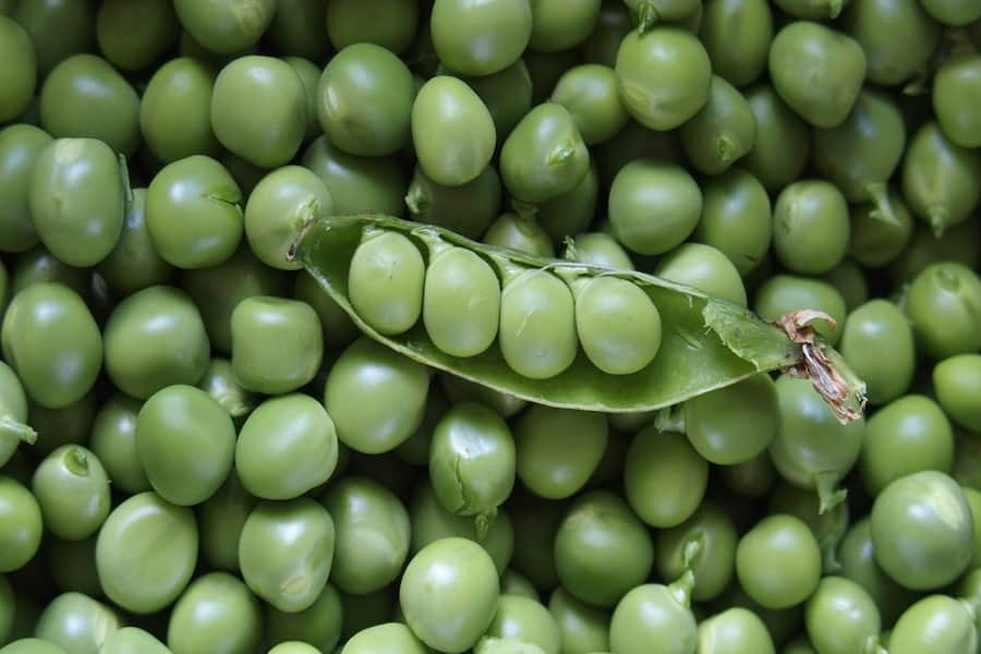 Fresh pea shoots