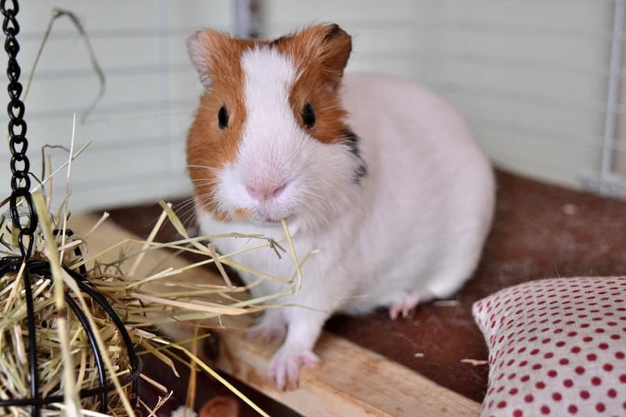 A guinea pig eating hay