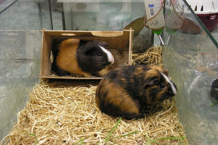 Two guinea pigs playing