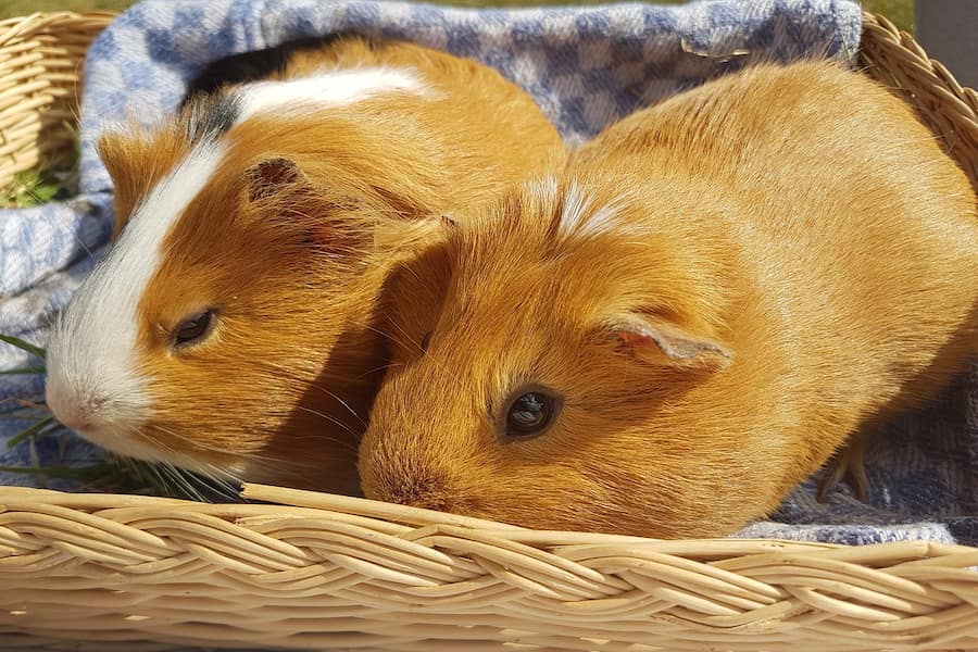Two guinea pigs on a basket