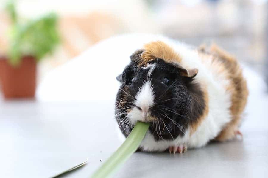 A multicolored guinea pig eating a leaf