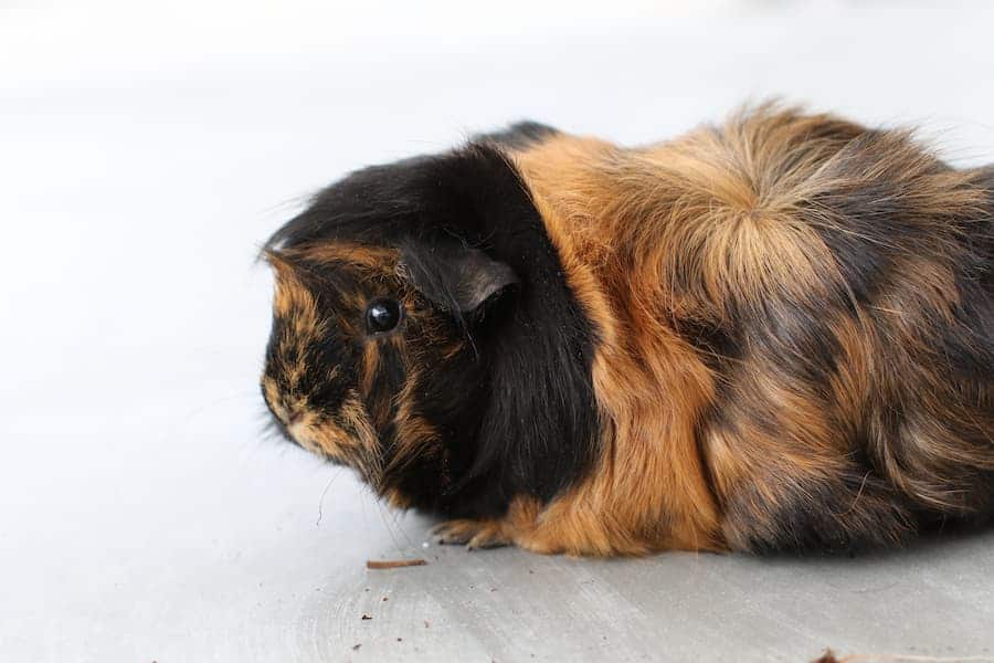 Cute emotional guinea pig