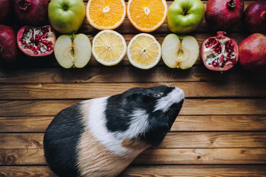Guinea pig wants to try juicy fruit.