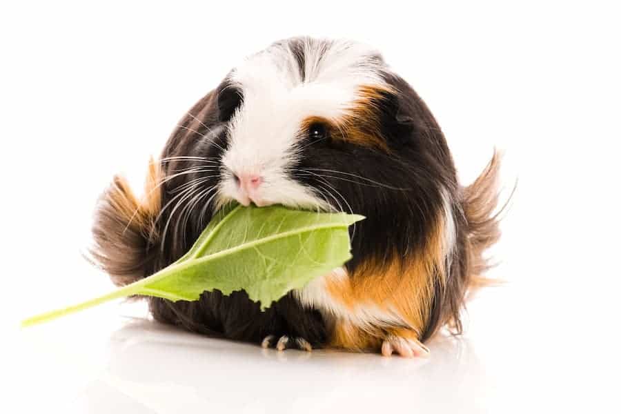 Cute guinea pig eating a leafy vegetable.