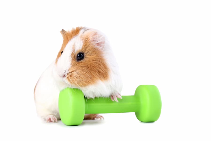 Adorable white and brown guinea pig wants to exercise.