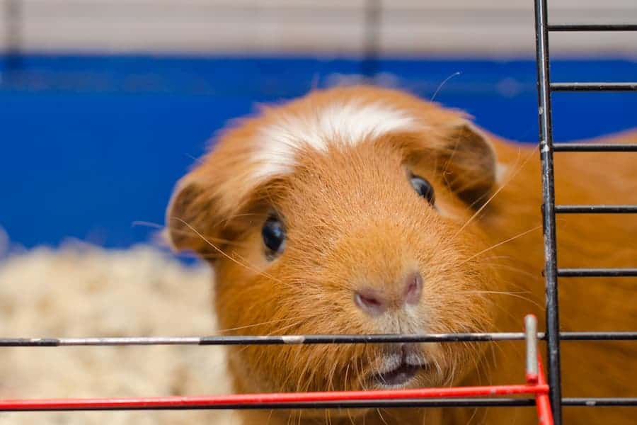 A curious adorable brown guinea pig is looking at you.