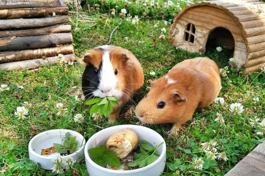Two guinea pigs eating out of a bowl