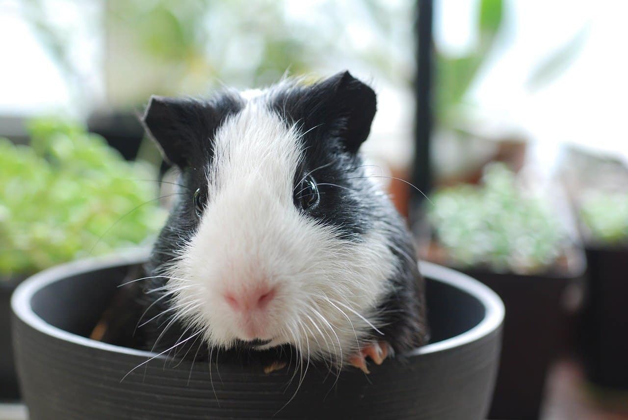 A guinea pig inside a bowl