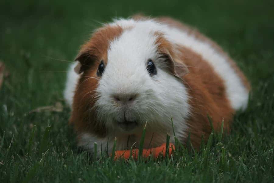 Guinea pig eating on the grass