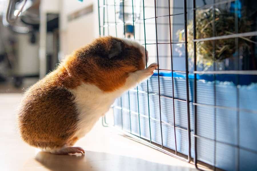 Cute guinea pig reaching for food
