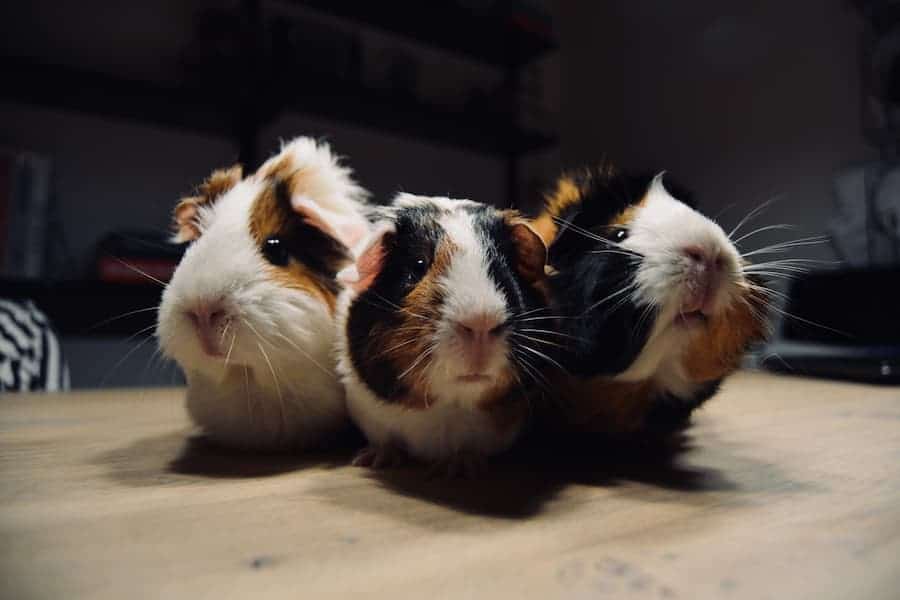 3 little guinea pigs sitting beside