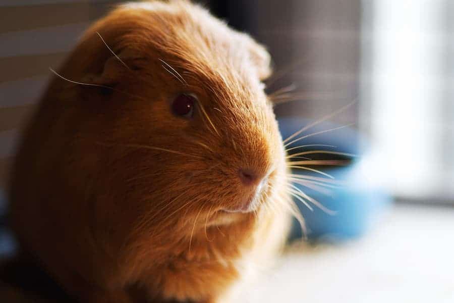 Close-up shot of cute guinea pig