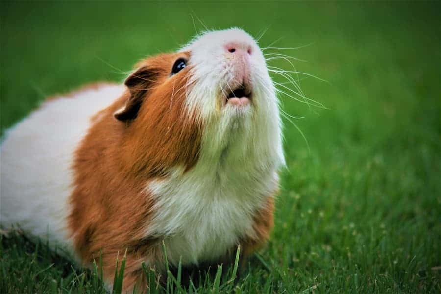 Guinea pig showing his mouth