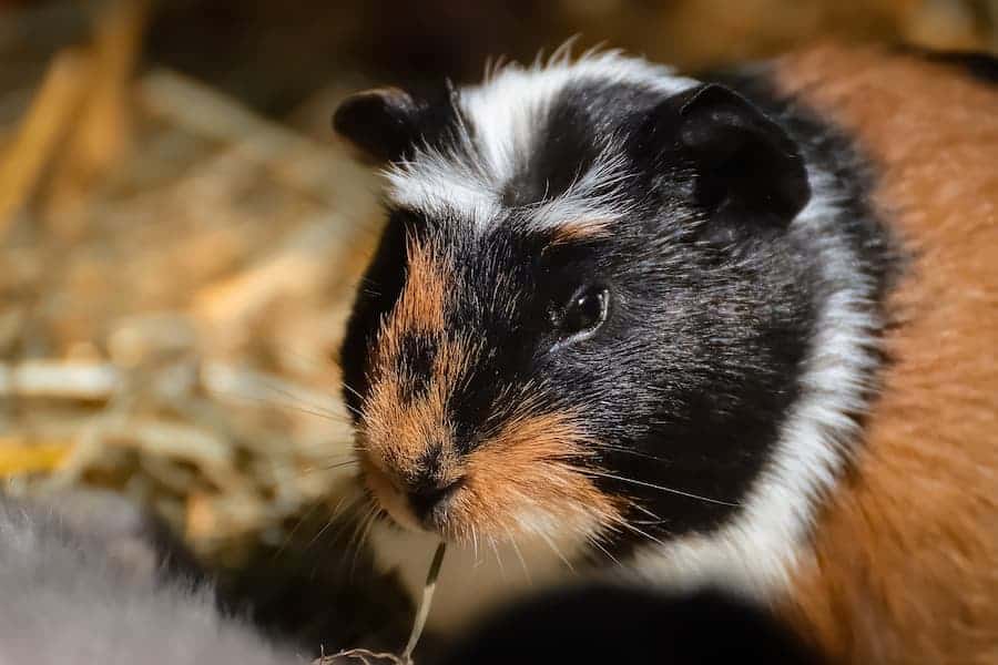 Cute guinea pig eating grass