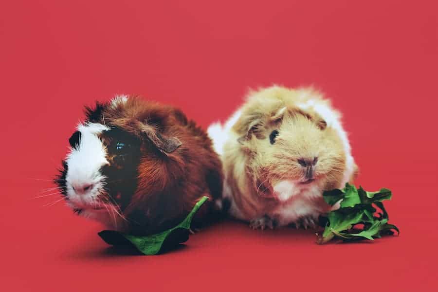 Two cute guinea pigs eating vegetables