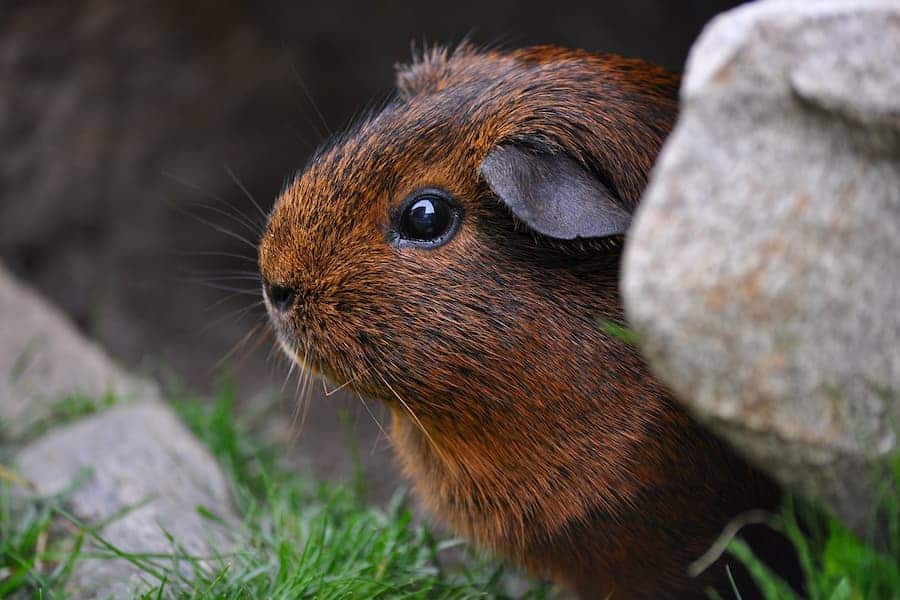 Cute guinea pig hiding in stones