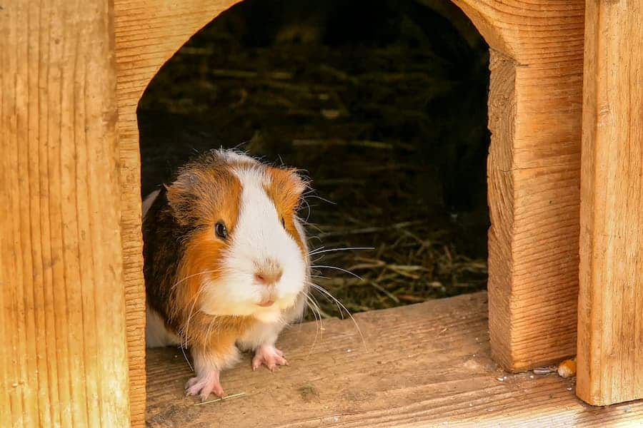 Guinea pig going out his cage