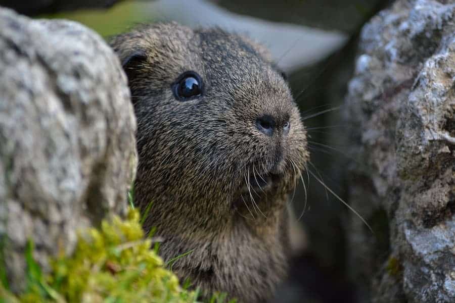 Guinea pig hiding in stones