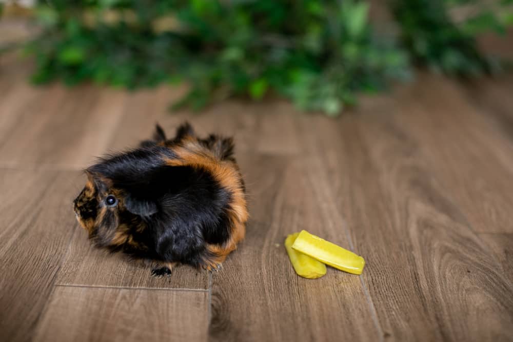 Guinea pig looking away from pickle