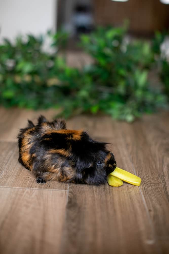 Guinea pig tasting pickle