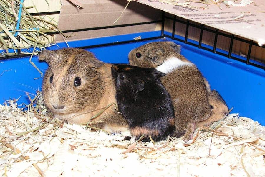 Three guinea pigs with cardboard on top of the cage