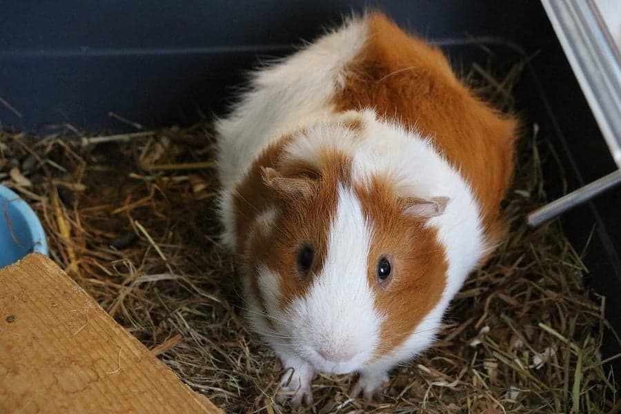 An image of guinea pig and a cardboard they can eat