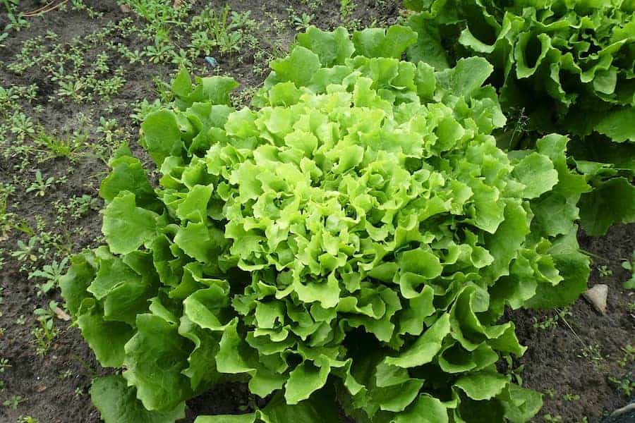 An image of endive that guinea pigs can eat