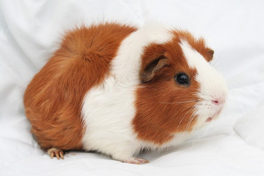 An image of a guinea pig on a white cloth